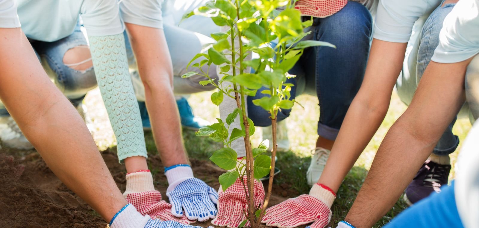 group of volunteers hands planting tree in park
